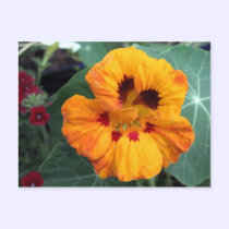 Intense Yellow-Orange Nasturtium postcards