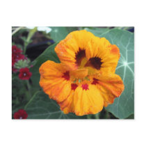 Intense Yellow-Orange Nasturtium postcards