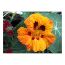 Intense Yellow-Orange Nasturtium posters by charlesblack7 Intense Yellow-Orange Nasturtium posters