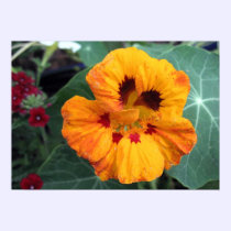 Intense Yellow-Orange Nasturtium posters