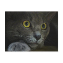 Intensity Postcard