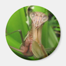 Intent Mantis ~ magnet