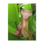 Intent Mantis ~ postcard