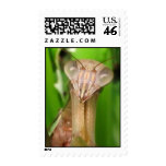 Intent Mantis ~ stamp