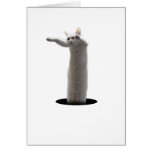 interdimensional LongCat cards