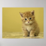 Interested Kitten Posters