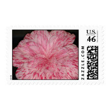 Interesting Pink & White Camellia Japonica Flower Stamp