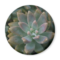 Interesting succulent plant, use as is or...... magnets