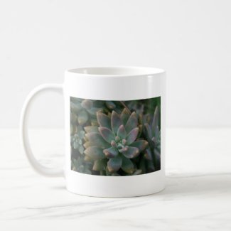 Interesting succulent plant, use as is or...... mug