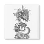 Internal Organs Refrigerator Magnet