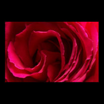 Internal Rose posters