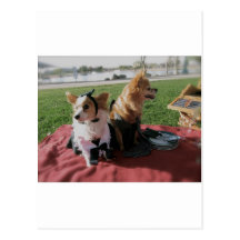 International Love of Cute Dogs all dressed up Postcard