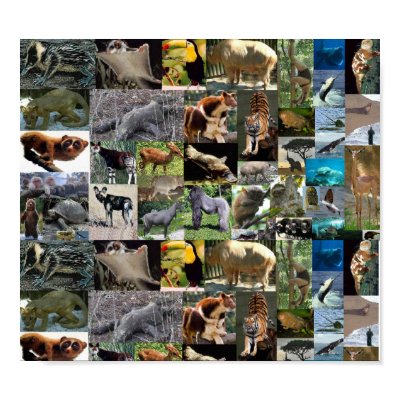 Internet Safari Poster by cooldudeproducts