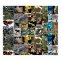 Internet Safari Poster posters by cooldudeproducts Internet Safari Poster posters