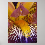 Intimate Iris posters