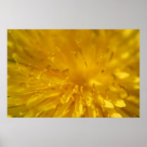 Into a Dandelion posters
