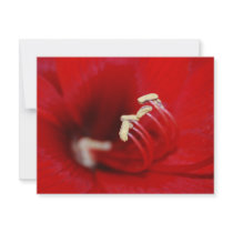 Into The Macro invitations by laureenr Into The Macro invitations