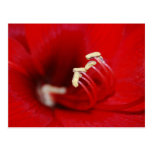 Into The Macro Post Cards
