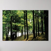 Into The Trees Poster