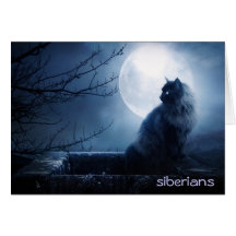 Intriguing Siberian Cat at Nighttime Card