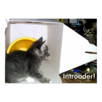 Introoder! Kitten poster posters