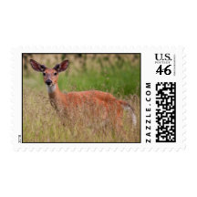 Intruder Alert Postage