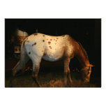 Invitación del caballo del Appaloosa