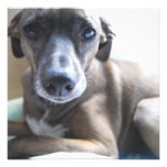 Invitación del perro de perrito del galgo