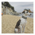 Invitación del perro del galgo