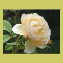 Invitation - Beautiful Rose invitations