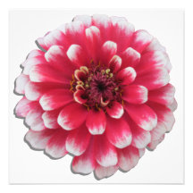 Invitation - BiColor Zinnia