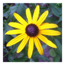 Invitation - Black-Eyed Susan invitations