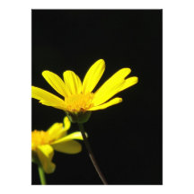 Invitation - Yellow Daisies