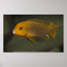 Iodotropheus sprengerae [Chinyamwezi... Poster