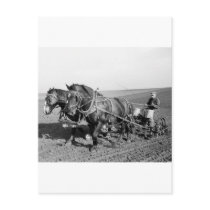 Iowa Corn Planter, 1940s Postcard
