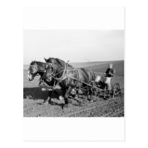 Iowa Corn Planter, 1940s Postcard