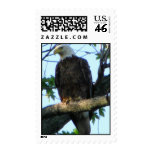 Iowa Eagle Postage Stamps