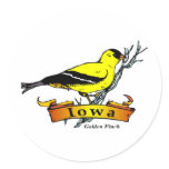 Iowa Goldfinch