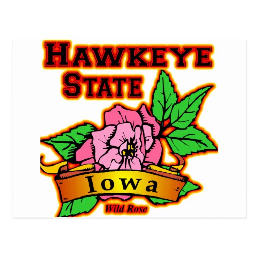 Iowa Hawkeye State Wild Rose Postcard Zazzle