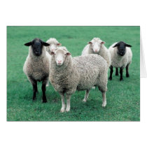 Iowa Sheep Cards