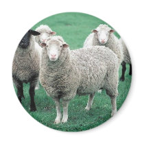 Iowa Sheep Magnets