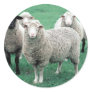 Iowa Sheep Round Stickers