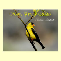 Iowa State Bird - American Goldfinch postcards