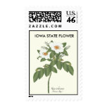 Iowa State Flower Postage postage