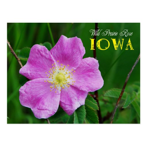 Iowa State Flower: Wild Prairie Rose Postcard | Zazzle