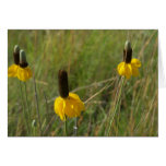 Iowa Wildflowers cards