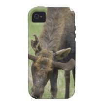 Iphone 4 Vibe QPC template iPhone 4/4 - Customized iPhone 4/4S Covers