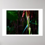 Ipomoea on Grass, Archival paper Posters
