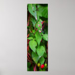 Ipomoea ua au wai, archival paper. print