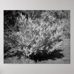 IR Bush 2 posters